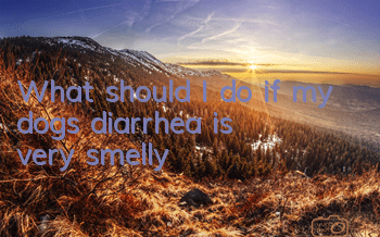 TWhat should I do if my dog’s diarrhea is very smelly?
