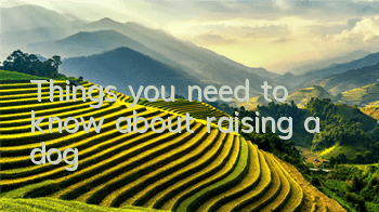 Things you need to know about raising a dog