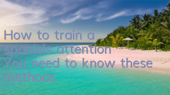 How to train a spaniel’s attention? You need to know these methods