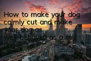 How to make your dog calmly cut and make your dog as well-behaved as a toy dog