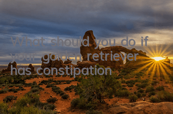 TWhat should you do if your golden retriever has constipation?