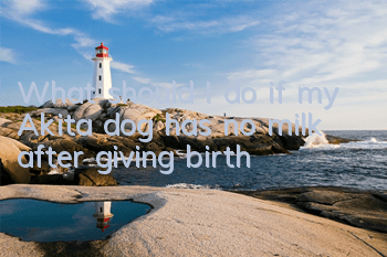 What should I do if my Akita dog has no milk after giving birth?