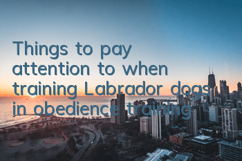 Things to pay attention to when training Labrador dogs in obedience training