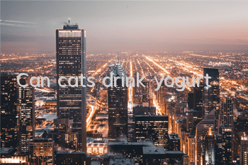 Can cats drink yogurt?