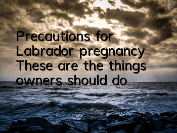 Precautions for Labrador pregnancy: These are the things owners should do