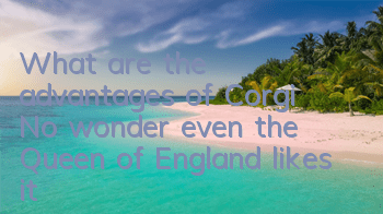 What are the advantages of Corgi? No wonder even the Queen of England likes it