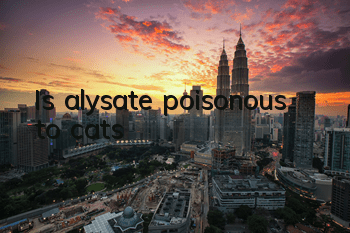 Is alysate poisonous to cats?