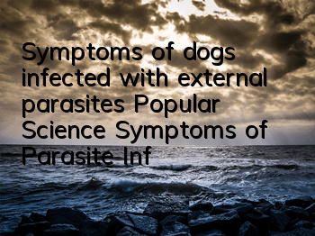 Symptoms of dogs infected with external parasites Popular Science Symptoms of Parasite Infection