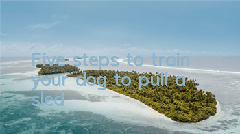 Five steps to train your dog to pull a sled