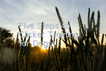 Five Steps to “Clicker Training” for Dogs