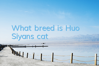 What breed is Huo Siyan’s cat?