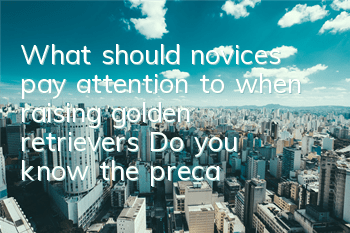 What should novices pay attention to when raising golden retrievers? Do you know the precautions for raising golden retrievers?