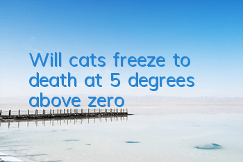 Will cats freeze to death at 5 degrees above zero?
