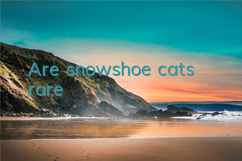 Are snowshoe cats rare?