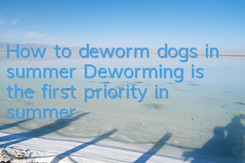 How to deworm dogs in summer? Deworming is the first priority in summer