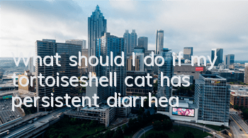 TWhat should I do if my tortoiseshell cat has persistent diarrhea?