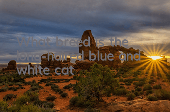 What breed is the long-haired blue and white cat?