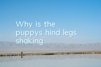 TWhy is the puppy's hind legs shaking?