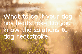 What to do if your dog has heatstroke? Do you know the solutions to dog heatstroke?