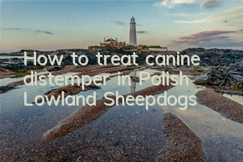 How to treat canine distemper in Polish Lowland Sheepdogs