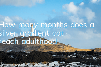 How many months does a silver gradient cat reach adulthood?