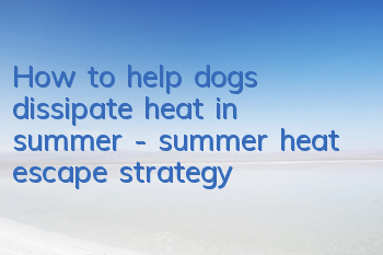 How to help dogs dissipate heat in summer - summer heat escape strategy