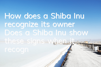 How does a Shiba Inu recognize its owner? Does a Shiba Inu show these signs when it recognizes you as its owner?