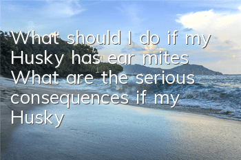 What should I do if my Husky has ear mites? What are the serious consequences if my Husky has ear mites?