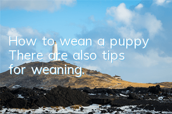 How to wean a puppy? There are also tips for weaning.