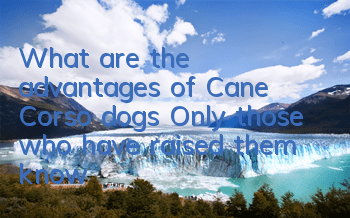 What are the advantages of Cane Corso dogs? Only those who have raised them know