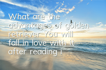 What are the advantages of golden retriever? You will fall in love with it after reading it