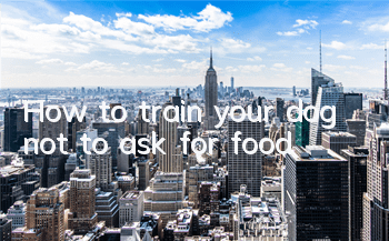 How to train your dog not to ask for food