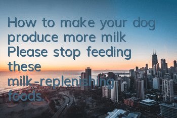 How to make your dog produce more milk? Please stop feeding these milk-replenishing foods.