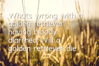 What’s wrong with a golden retriever having bloody diarrhea? Will a golden retriever die from diarrhea?