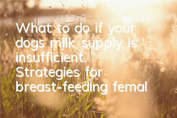 What to do if your dog’s milk supply is insufficient. Strategies for breast-feeding female dogs