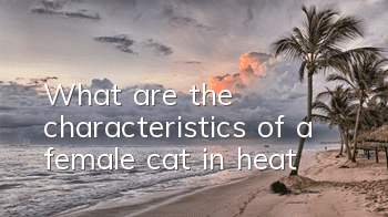 TWhat are the characteristics of a female cat in heat?