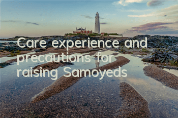 Care experience and precautions for raising Samoyeds