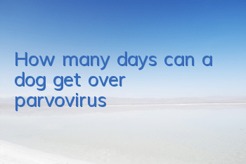How many days can a dog get over parvovirus?