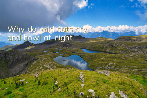 Why do wild cats cry and howl at night?