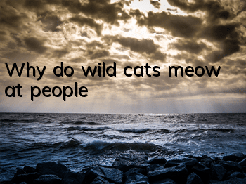 Why do wild cats meow at people?