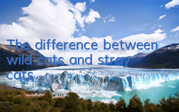 The difference between wild cats and stray cats