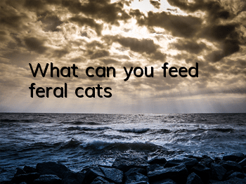What can you feed feral cats?