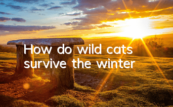 How do wild cats survive the winter?