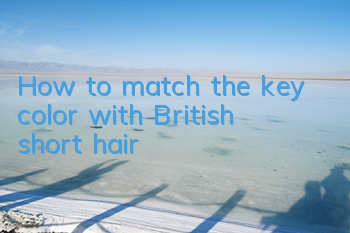How to match the key color with British short hair