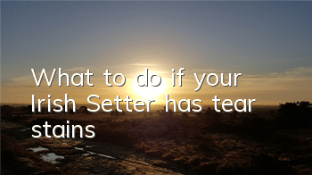 TWhat to do if your Irish Setter has tear stains
