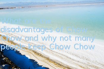 What are the disadvantages of Chow Chow and why not many people keep Chow Chow?