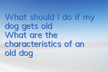 What should I do if my dog ​​gets old? What are the characteristics of an old dog?