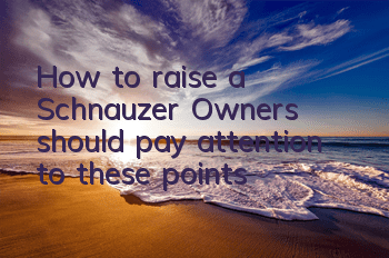 How to raise a Schnauzer? Owners should pay attention to these points