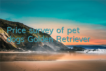 Price survey of pet dogs Golden Retriever