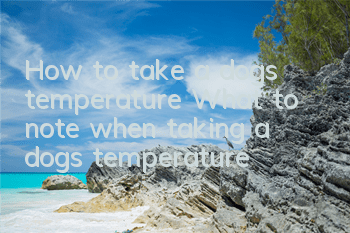 How to take a dog’s temperature What to note when taking a dog’s temperature